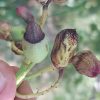 عارضه لکه پوست استخوانی