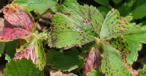 عنصر بور
