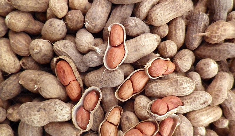 جدول تغذیه بادام زمینی کیاسم