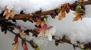 4 راهکار مهم در کاهش خسارت سرمازدگی