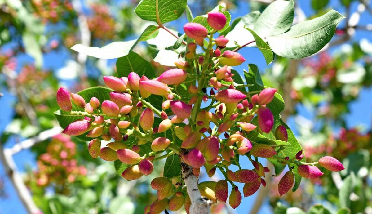 خواص پسته و تخمین پتانسیل تولید
