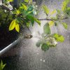 صابون محلول پاشی