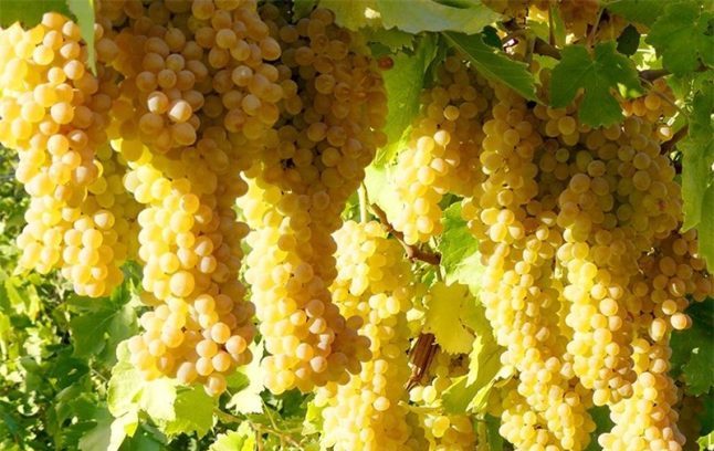 تغذیه درختان انگور