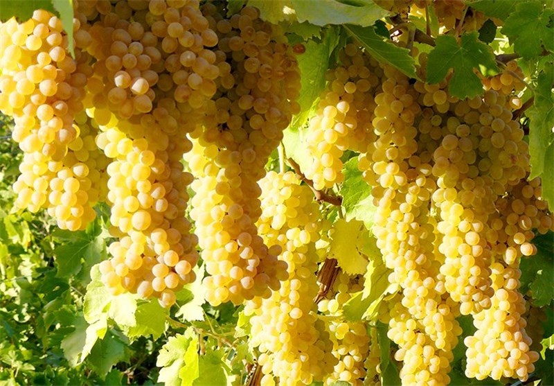تغذیه درختان انگور