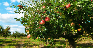 تغذیه درختان سیب