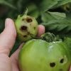 راهنمای استفاده از سموم برای گوجه فرنگی