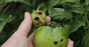 راهنمای استفاده از سموم برای گوجه فرنگی