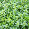 خواص دارویی آویشن