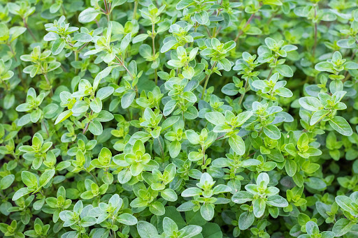 خواص دارویی آویشن