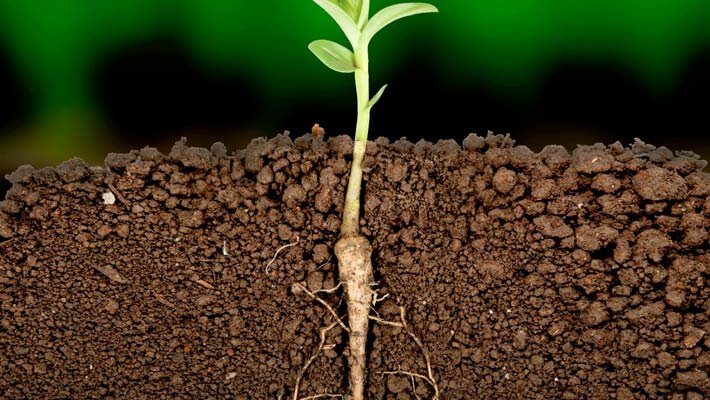 حرکت آب در گیاهان