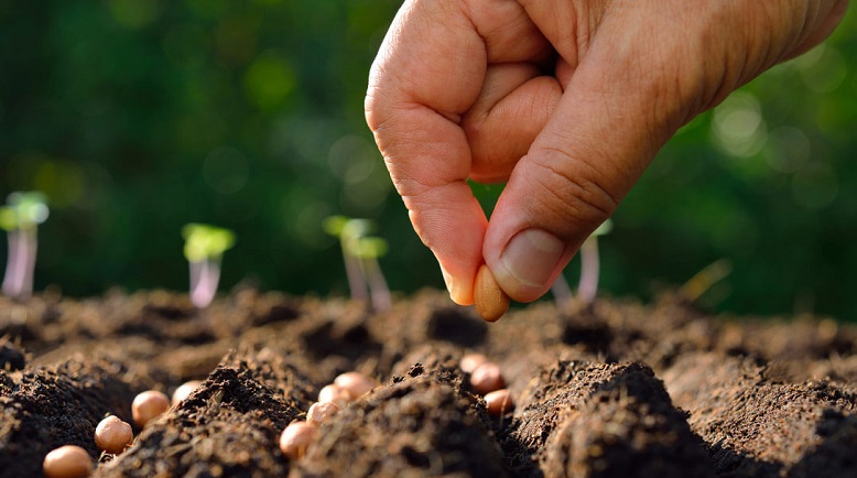 پرایمینگ بذر