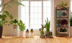 اثر آلودگی هوا بر گیاهان آپارتمانی