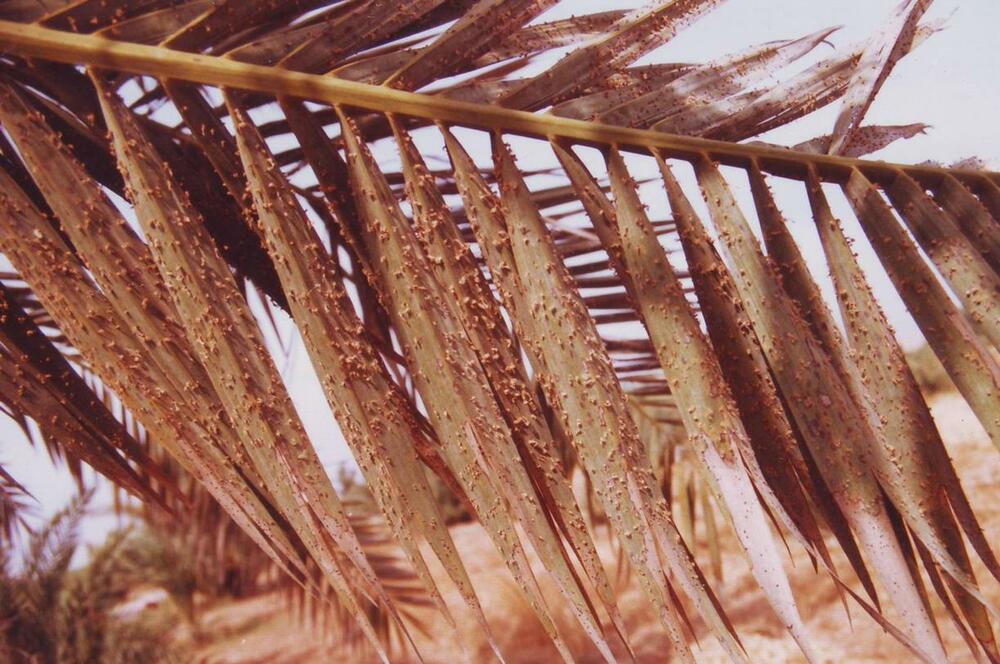 راهنمای سموم خرما