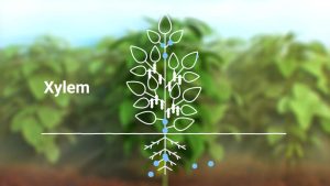 انتقال عناصر غذایی