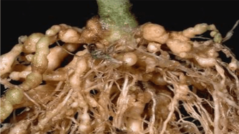 نماتد ریشه گرهی