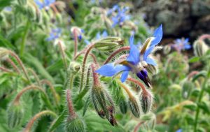 گاوزبان اروپایی