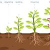 تغذیه گیاه
