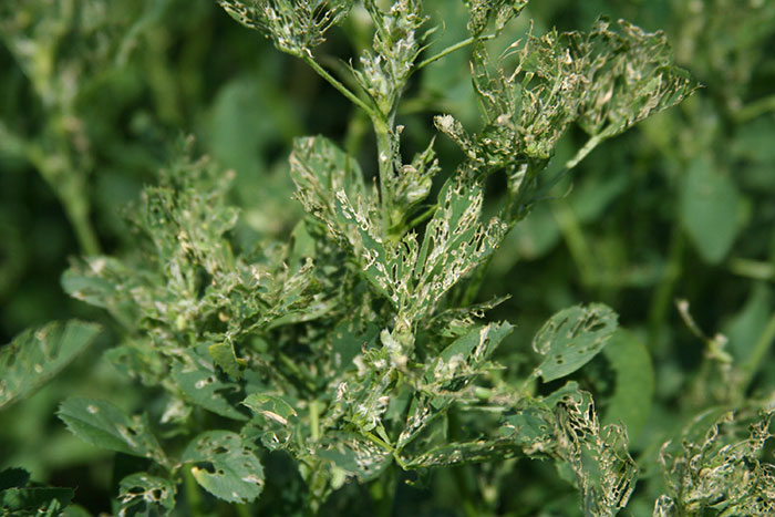 گیاهان علوفه ای