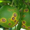 راهنمای سموم مرکبات