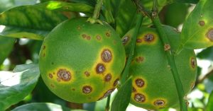 راهنمای سموم مرکبات