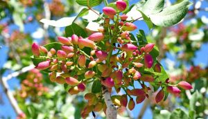 جدول تغذیه پسته کیاسم