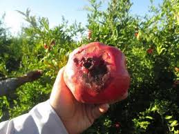کرم گلوگاه انار