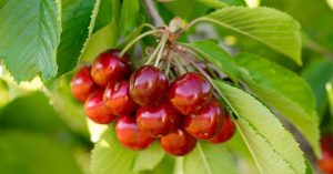 تولید و پرورش گیلاس