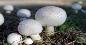 مقابله با بیماری های مهم قارچ دکمه ای