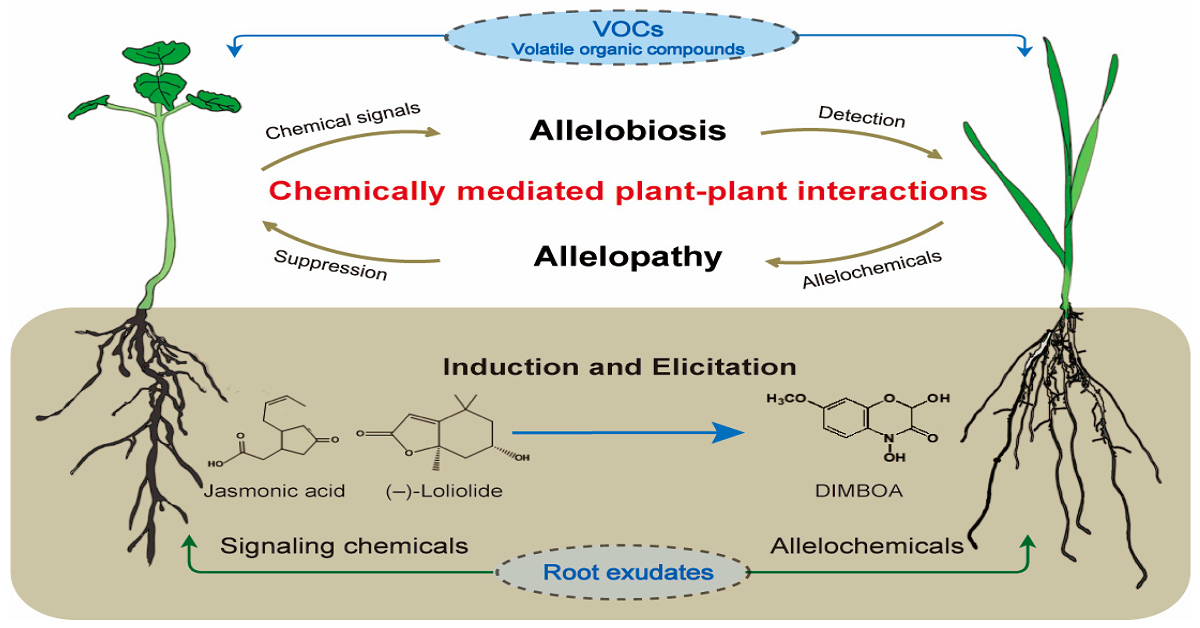 آللوپاتی